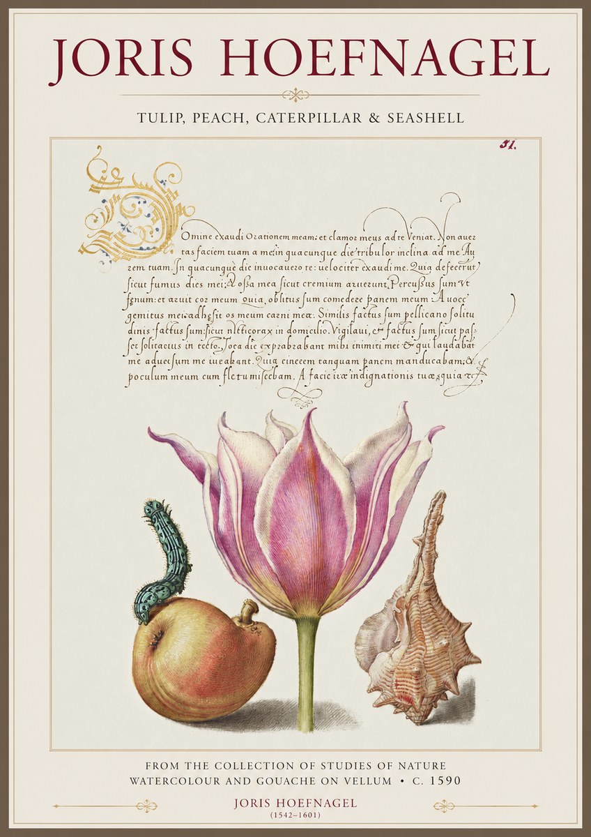 Joris Hoefnagel Tulip, Peach, Caterpillar & Seashell No1 - Plakat