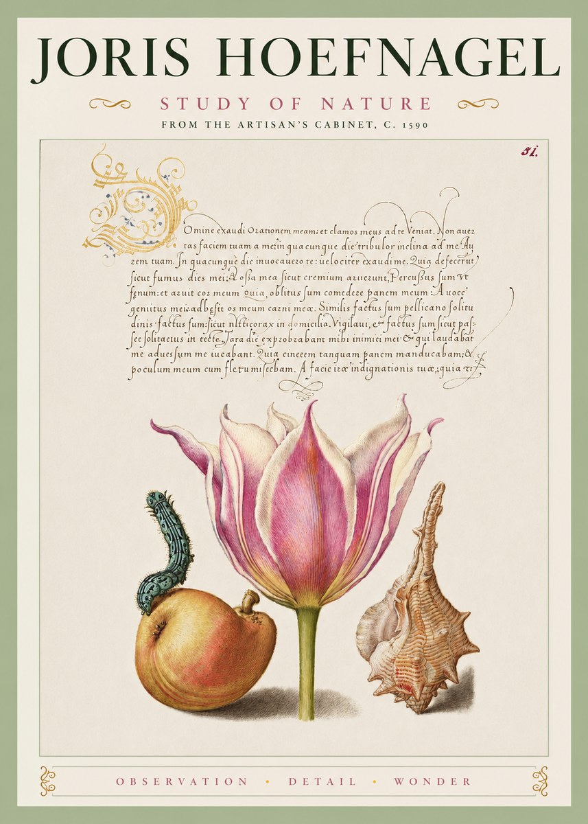 Joris Hoefnagel Tulip, Peach, Caterpillar & Seashell No4 - Plakat