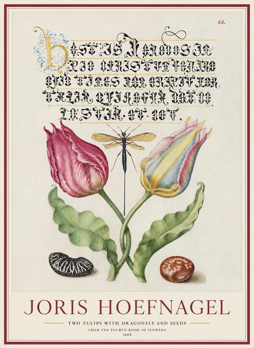 Joris Hoefnagel Two Tulips with Dragonfly and Seeds No1 - Plakat
