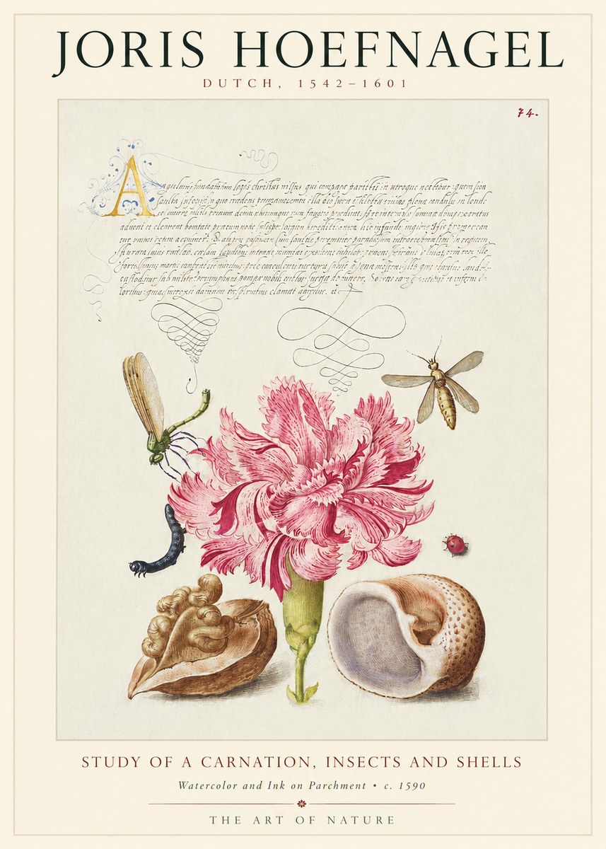 Joris Hoefnagel Study of a Carnation, Insects and Shells No1 - Plakat