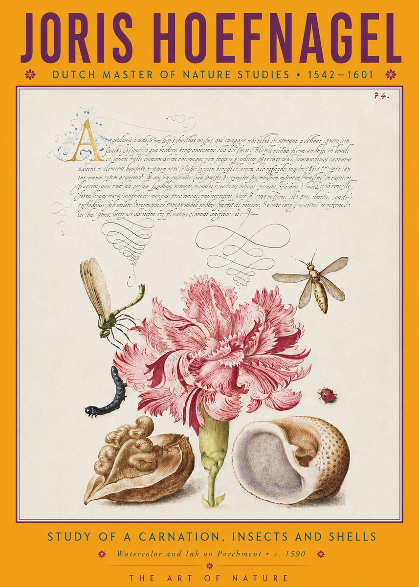 Joris Hoefnagel Study of a Carnation, Insects and Shells No4 - Plakat