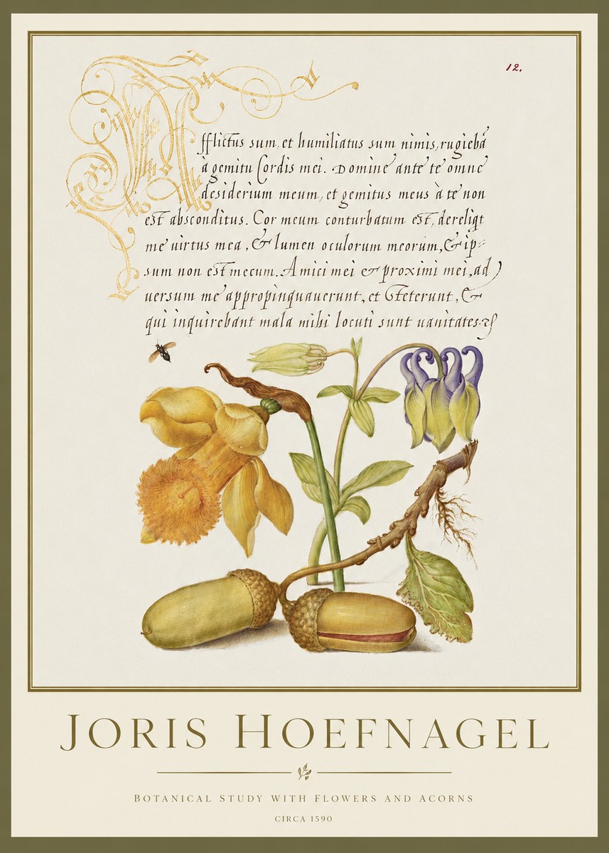 Joris Hoefnagel Illuminated Manuscript with Flowers and Acorns No2 - Plakat