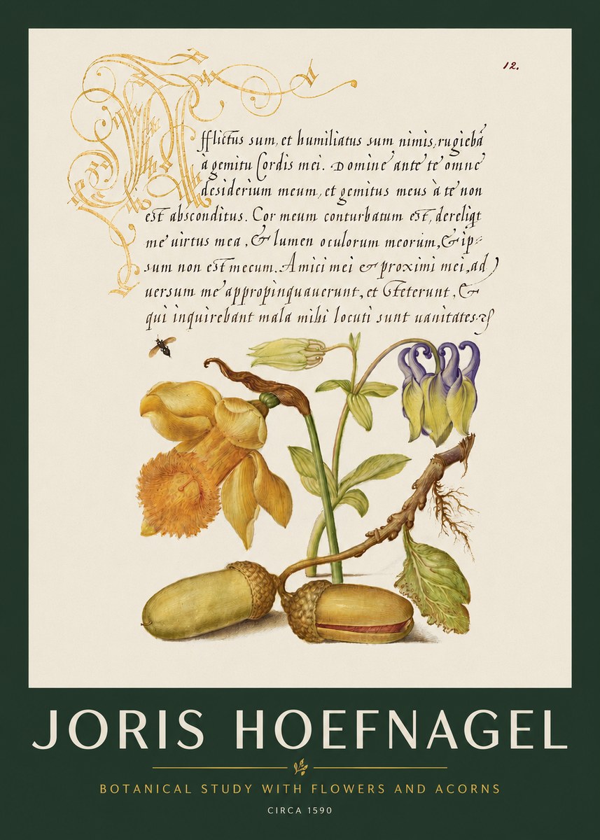 Joris Hoefnagel Illuminated Manuscript with Flowers and Acorns No3 - Plakat