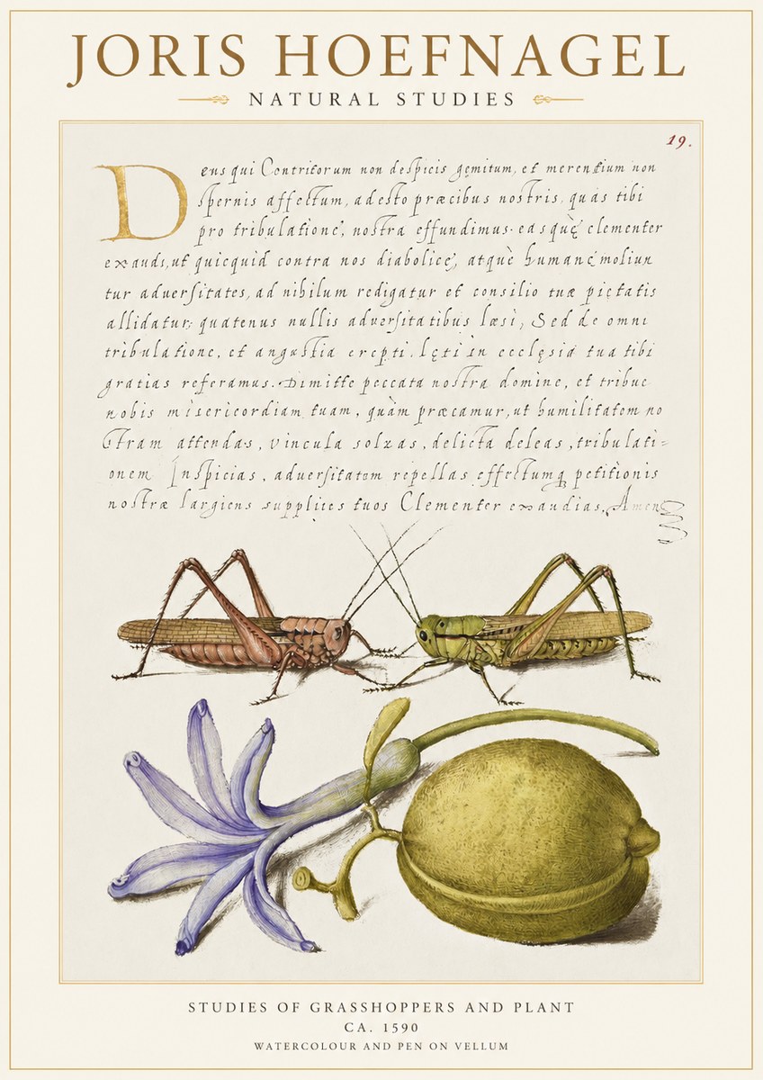 Joris Hoefnagel Studies of Grasshoppers and Plant No1 - Plakat