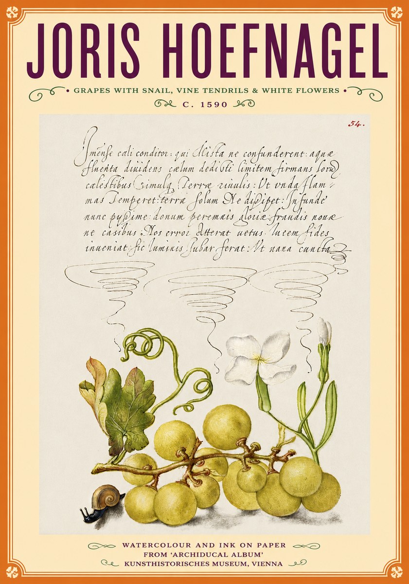 Joris Hoefnagel Grapes with Snail, Vine Tendrils & White Flowers No6 - Plakat