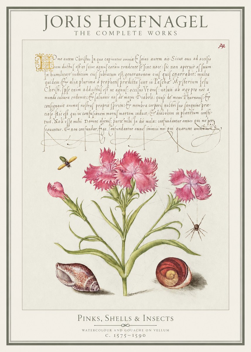 Joris Hoefnagel Pinks, Shells & Insects No1 - Plakat