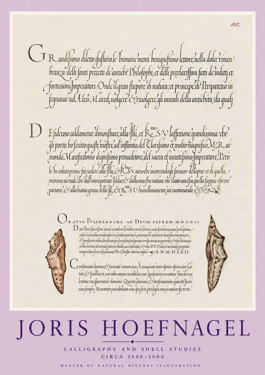 Joris Hoefnagel Study of Shells and Calligraphy No6 - Plakat