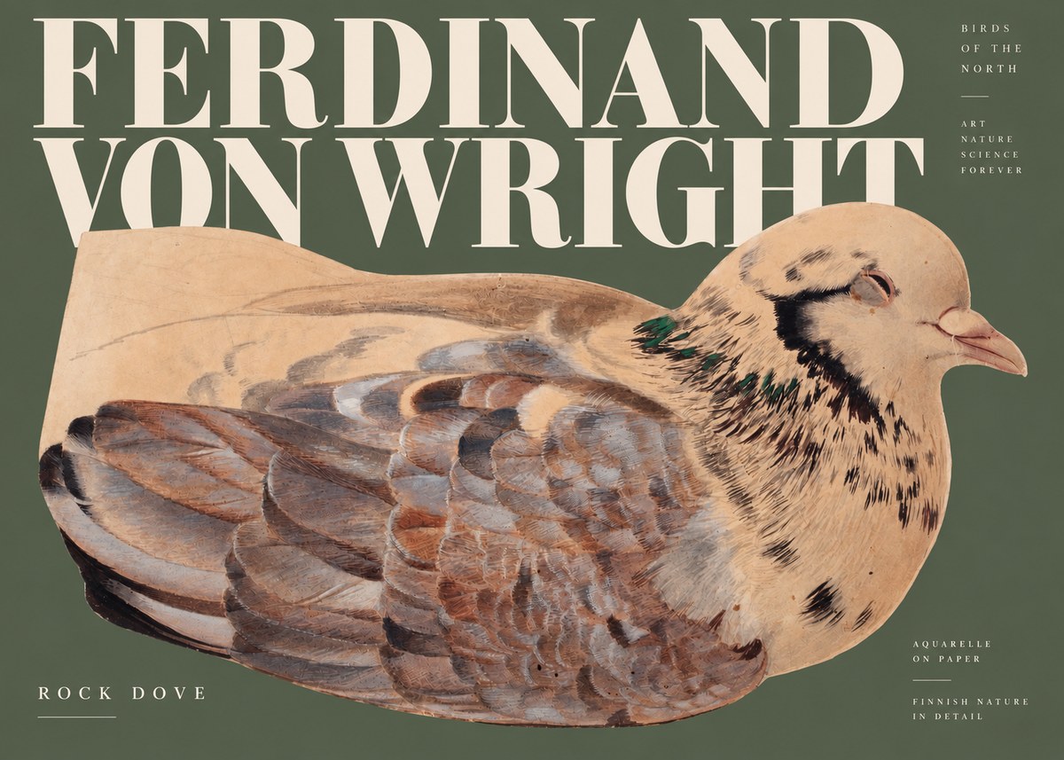 Ferdinand von Wright Turtle Dove Study No3 - Plakat