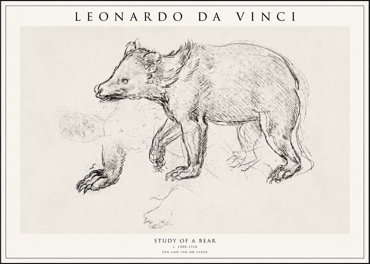 Leonardo da Vinci Study of a Bear No1 - Plakat