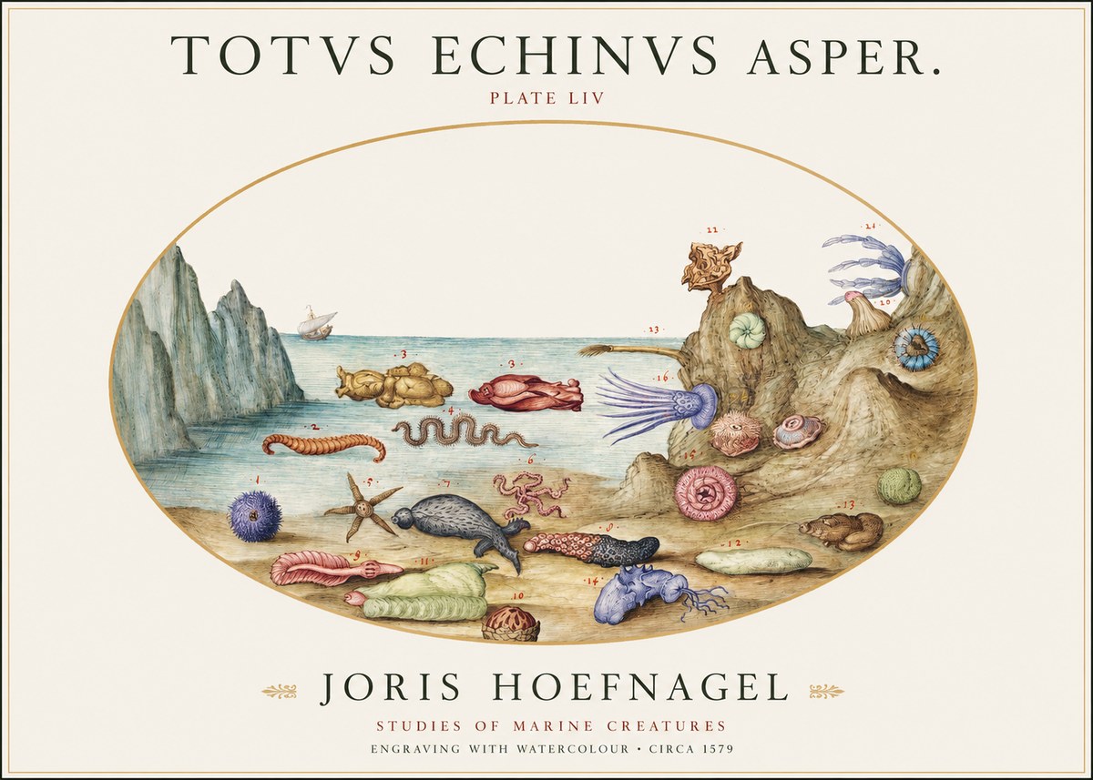 Joris Hoefnagel Totvs Echinvs Asper. Plate Liv No1 - Plakat