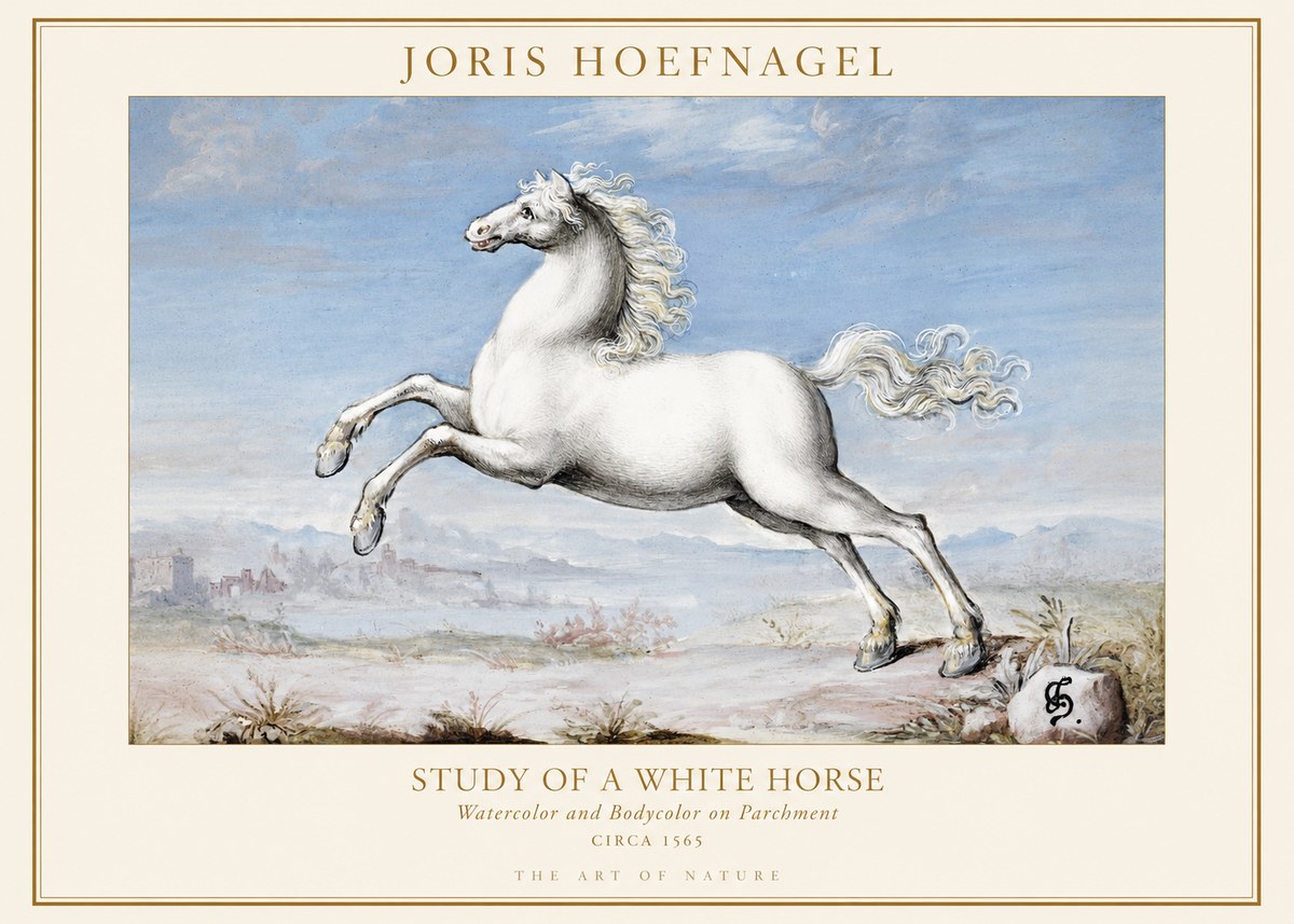 Joris Hoefnagel Study of a White Horse No1 - Plakat