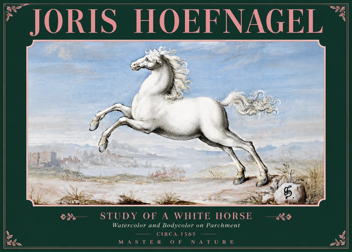Joris Hoefnagel Study of a White Horse No5 - Plakat