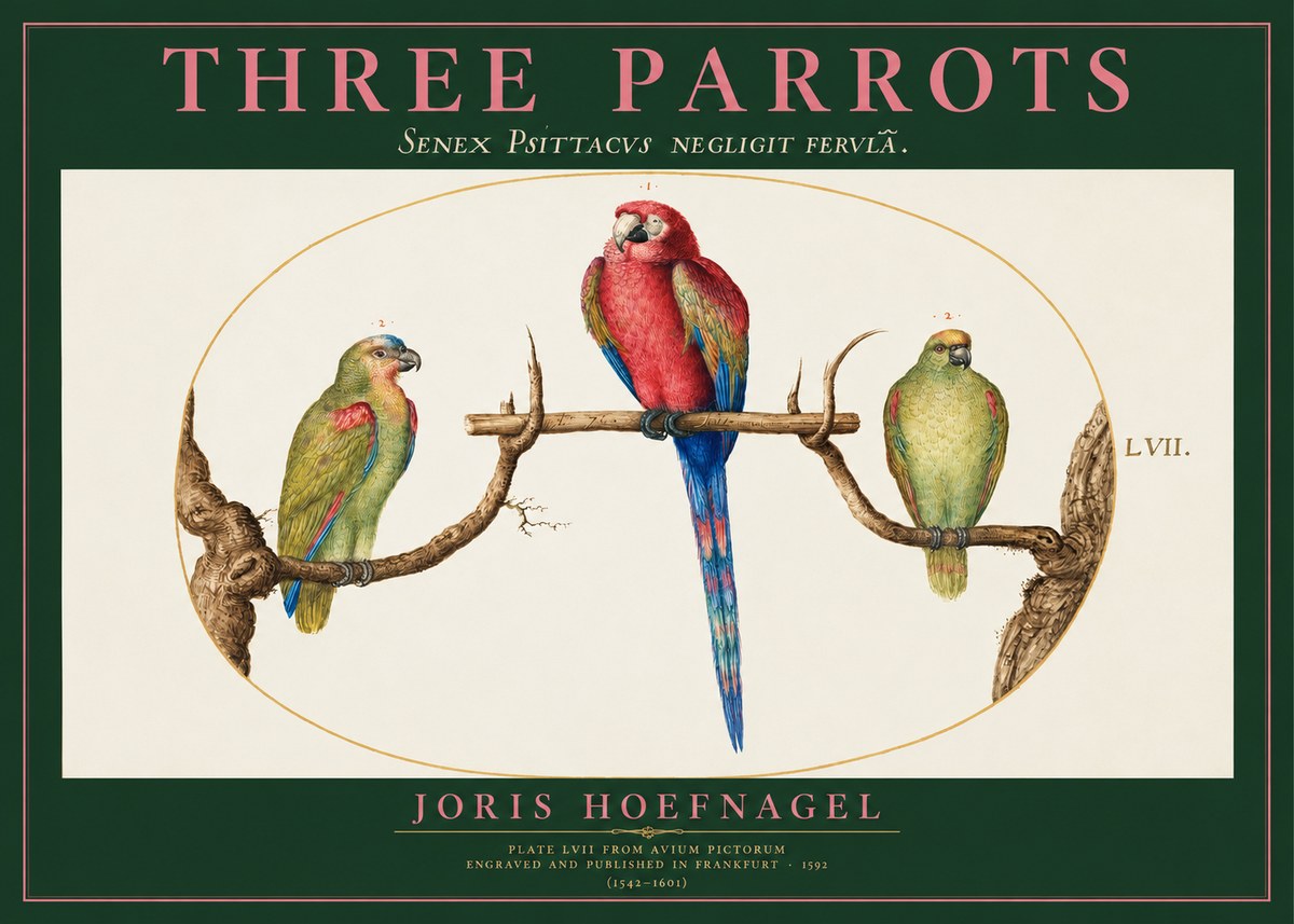 Joris Hoefnagel Three Parrots No2 - Plakat