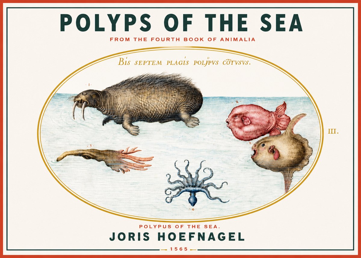 Joris Hoefnagel Polyps of the Sea No3 - Plakat