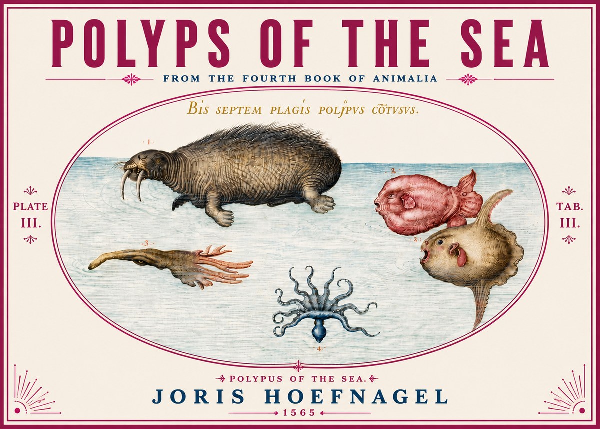Joris Hoefnagel Polyps of the Sea No6 - Plakat