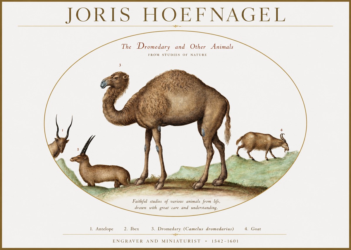 Joris Hoefnagel The Dromedary and Other Animals from Studies of Nature No1 - Plakat