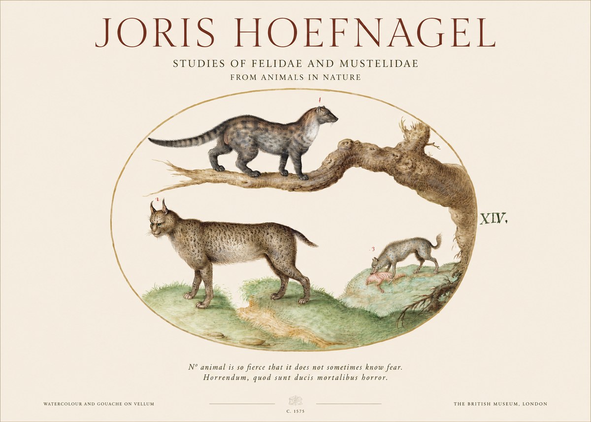Joris Hoefnagel Wildlife Studies from Nature - Plate Xiv No6 - Plakat