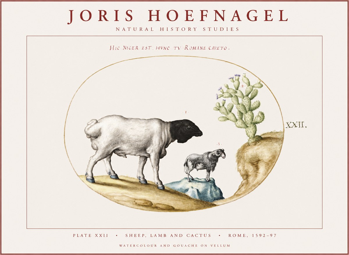 Joris Hoefnagel Sheep and Lamb with Flowering Cactus No4 - Plakat