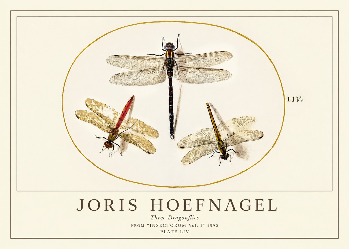 Joris Hoefnagel Three Dragonflies No1 - Plakat