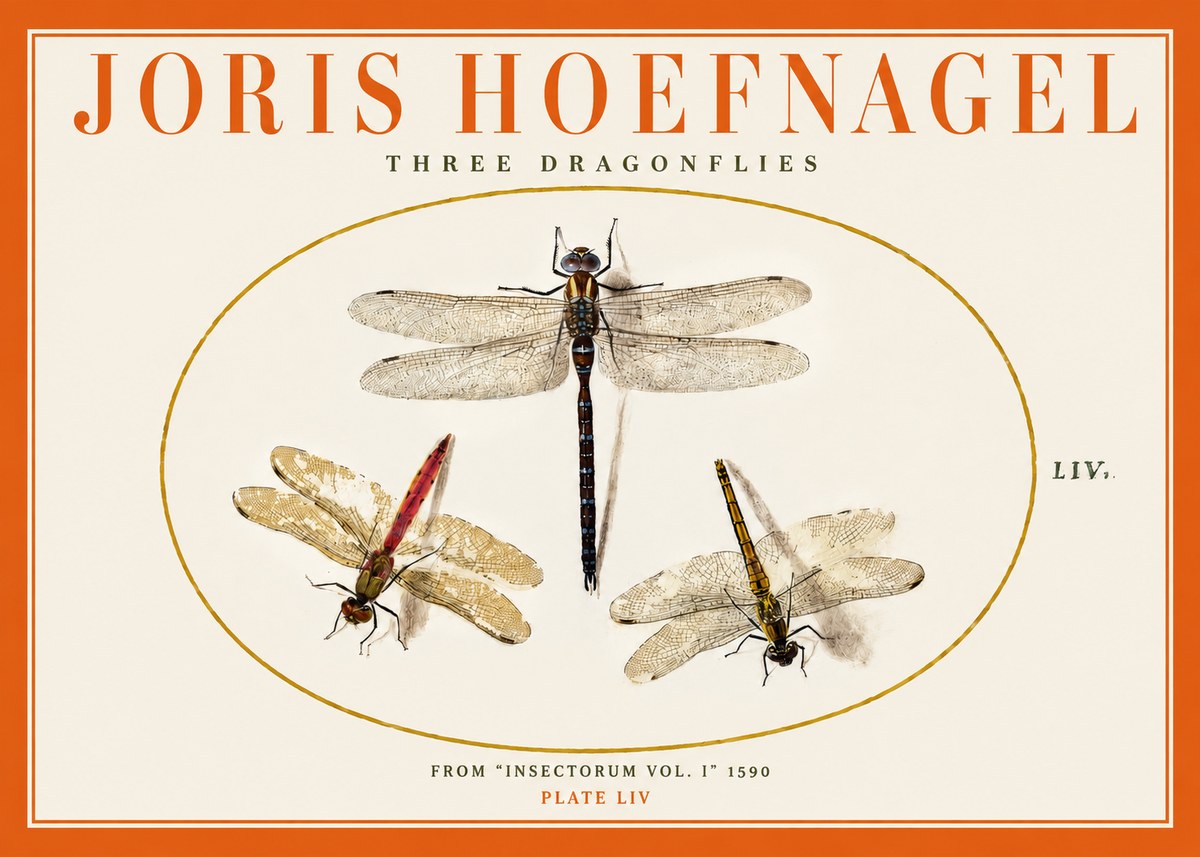 Joris Hoefnagel Three Dragonflies No2 - Plakat