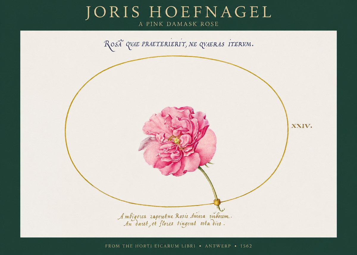 Joris Hoefnagel A Pink Damask Rose No1 - Plakat