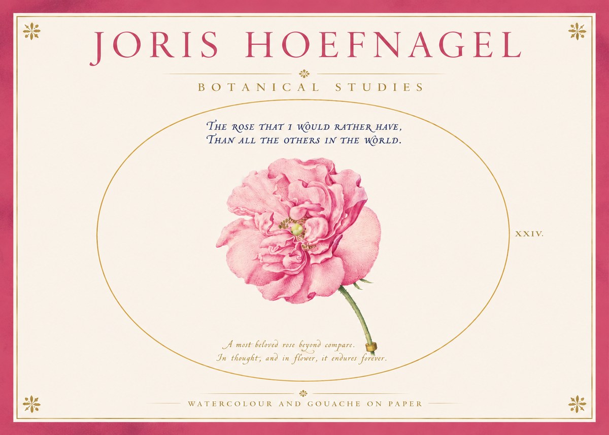 Joris Hoefnagel A Pink Damask Rose No4 - Plakat