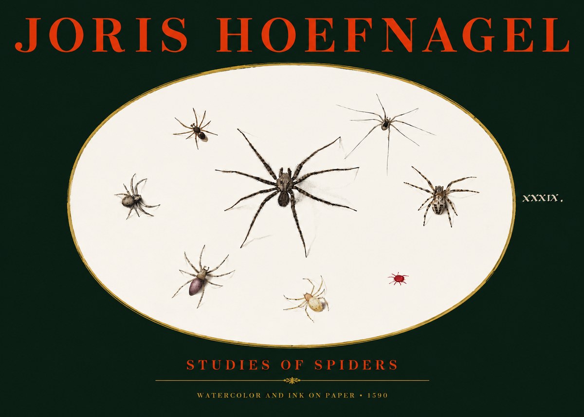 Joris Hoefnagel Studies of Spiders II No3 - Plakat