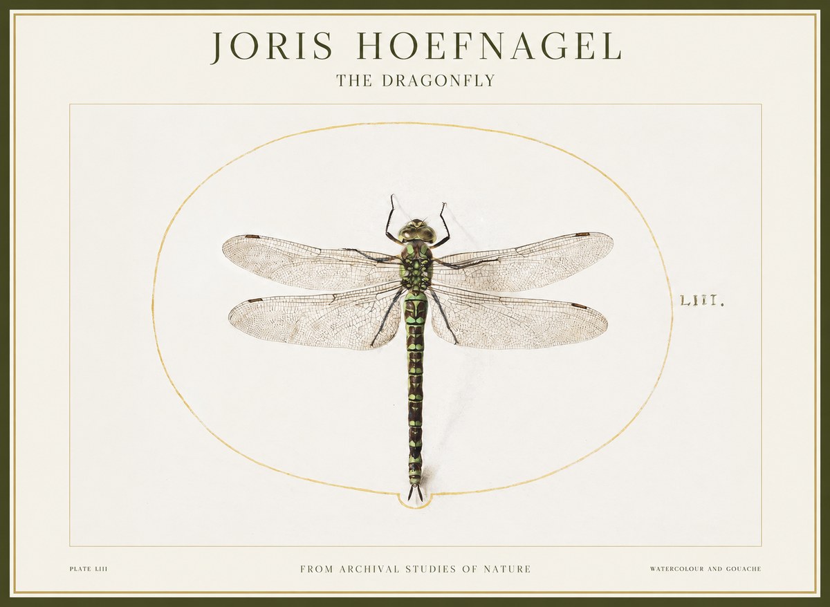 Joris Hoefnagel The Dragonfly No1 - Plakat