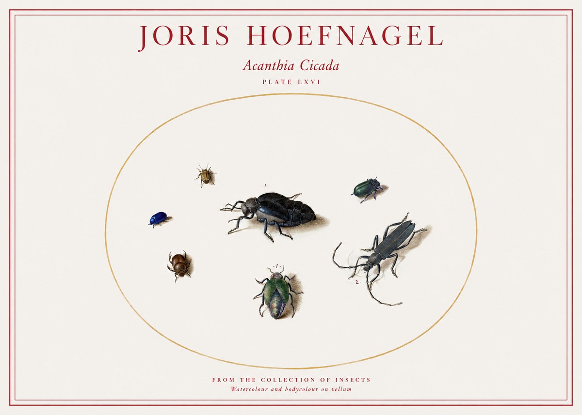 Joris Hoefnagel Acanthia Cicada No1 - Plakat
