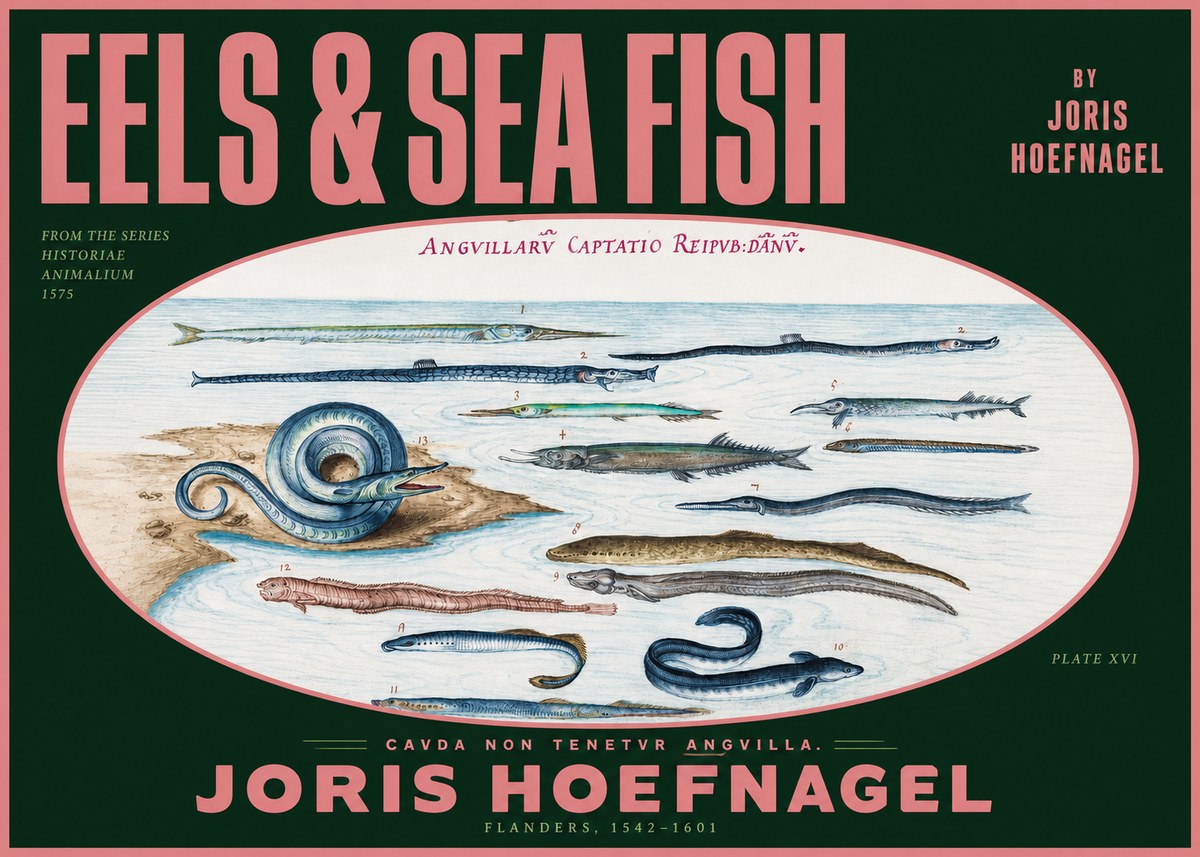 Joris Hoefnagel Eels and Sea Fish No2 - Plakat
