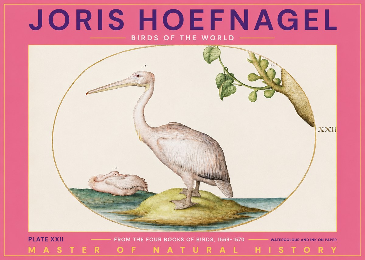 Joris Hoefnagel Plate Xxii No2 - Plakat