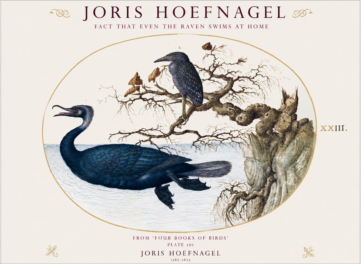Joris Hoefnagel Fact That Even the Raven Swims at Home No1 - Plakat