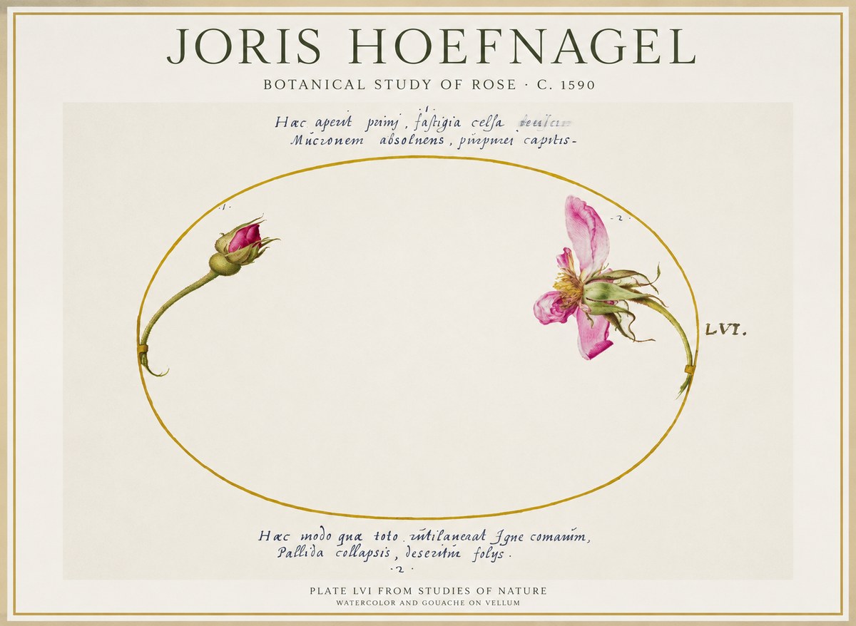 Joris Hoefnagel Botanical Study of Rose No1 - Plakat