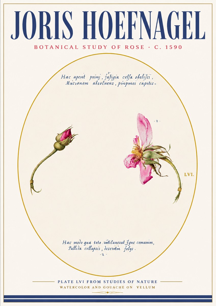 Joris Hoefnagel Botanical Study of Rose No6 - Plakat