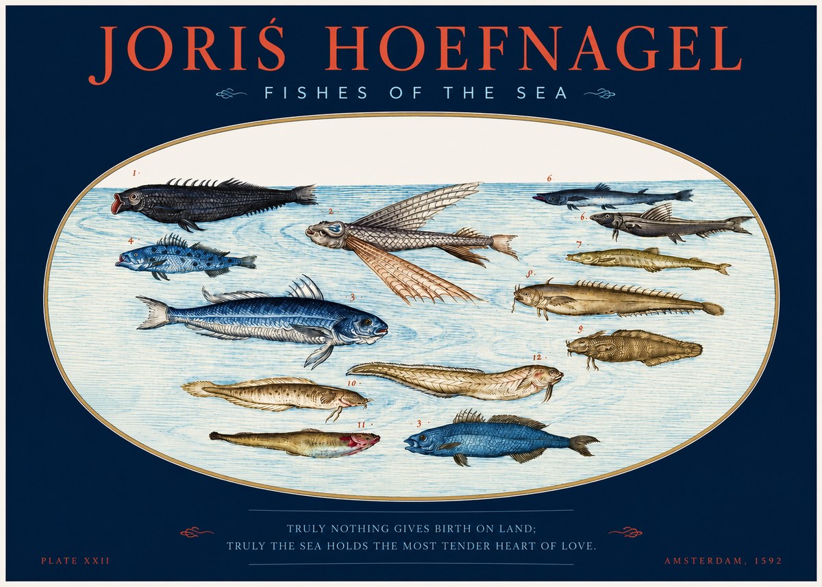 Joris Hoefnagel Fishes of the Sea I No2 - Plakat