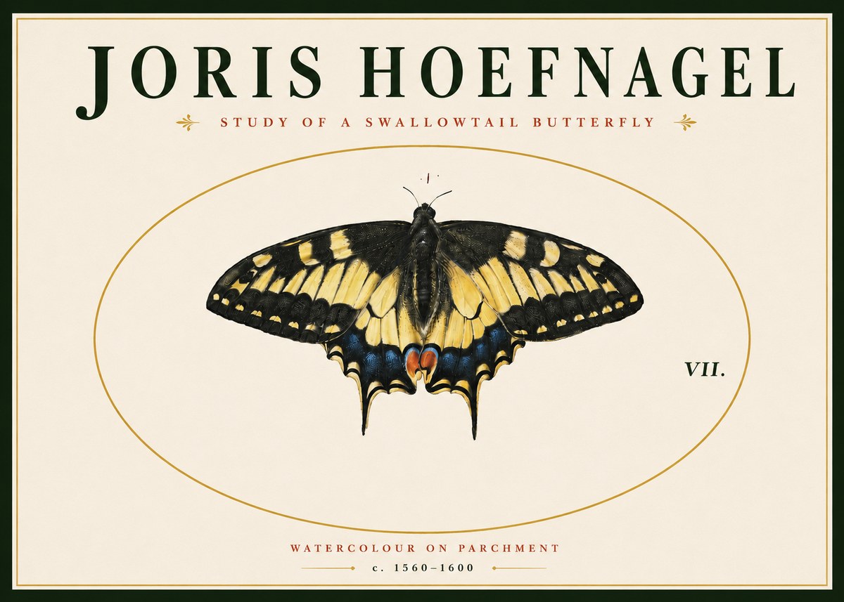 Joris Hoefnagel Study of a Swallowtail Butterfly No4 - Plakat