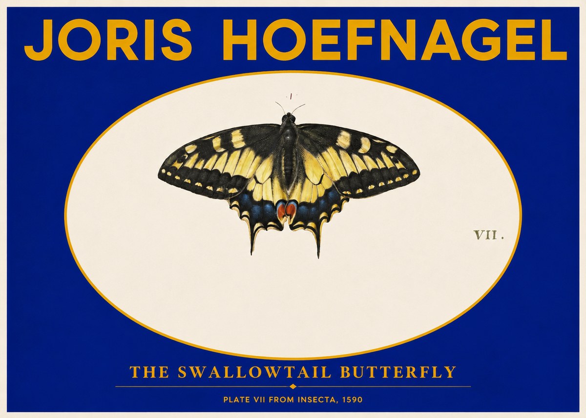 Joris Hoefnagel Study of a Swallowtail Butterfly No6 - Plakat