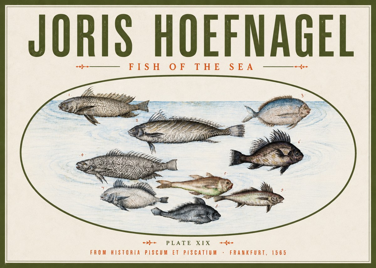 Joris Hoefnagel Fish of the Sea No4 - Plakat