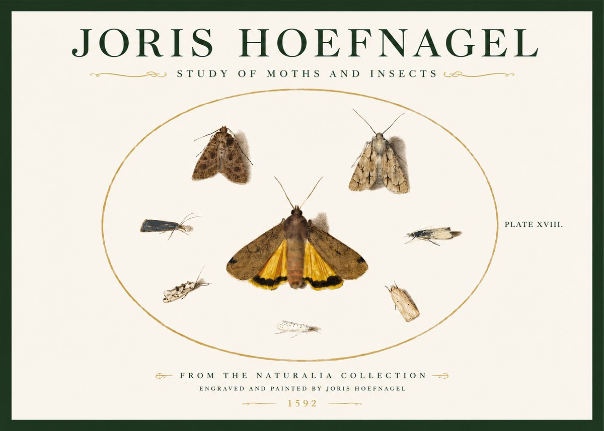 Joris Hoefnagel Study of Moths and Insects No3 - Plakat