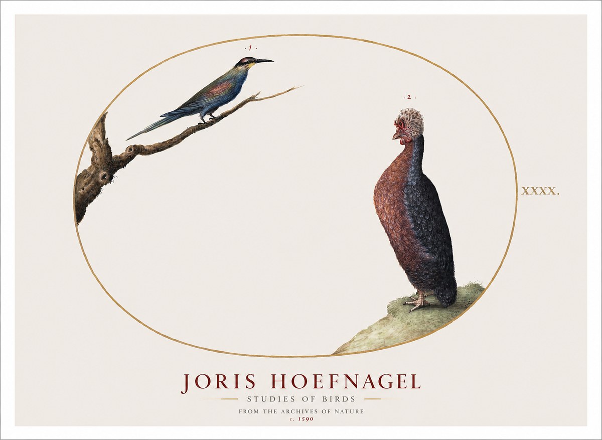 Joris Hoefnagel Studies of Birds I No1 - Plakat
