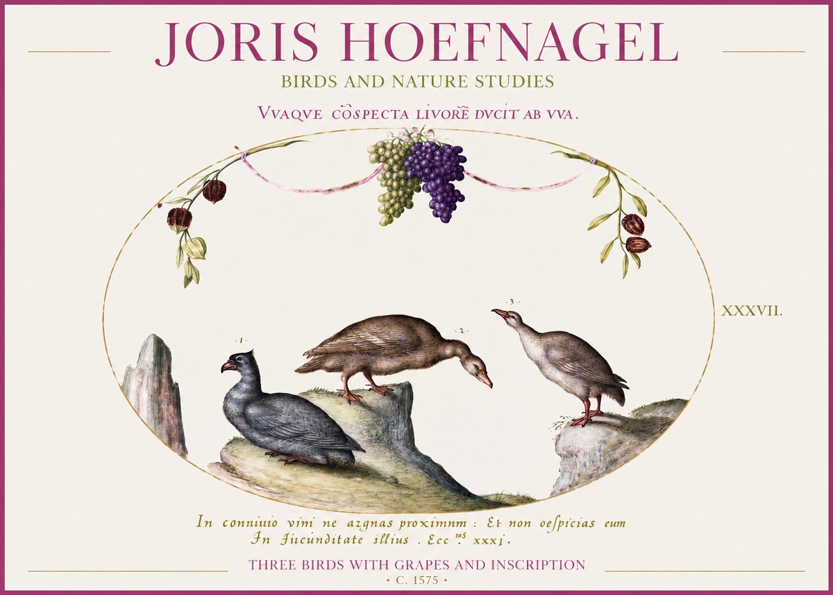 Joris Hoefnagel Three Birds with Grapes and Inscription No1 - Plakat