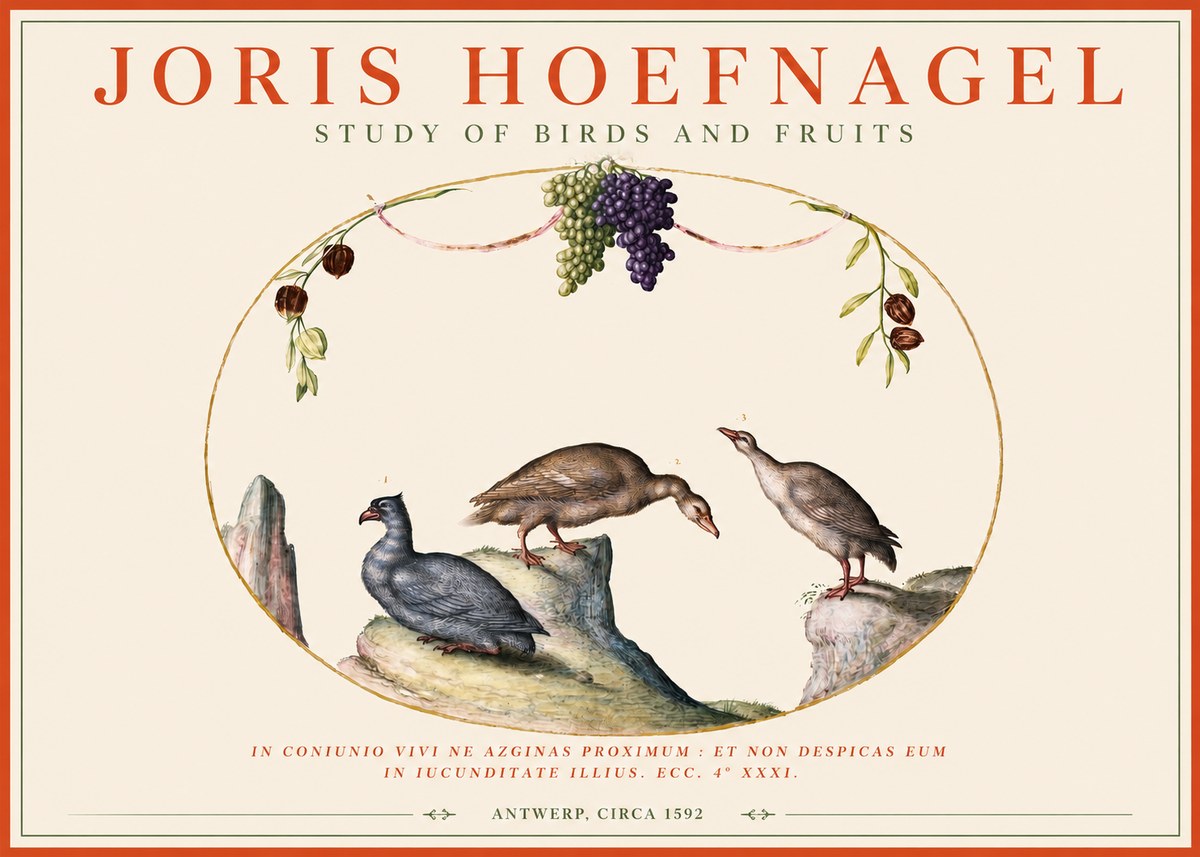 Joris Hoefnagel Three Birds with Grapes and Inscription No4 - Plakat