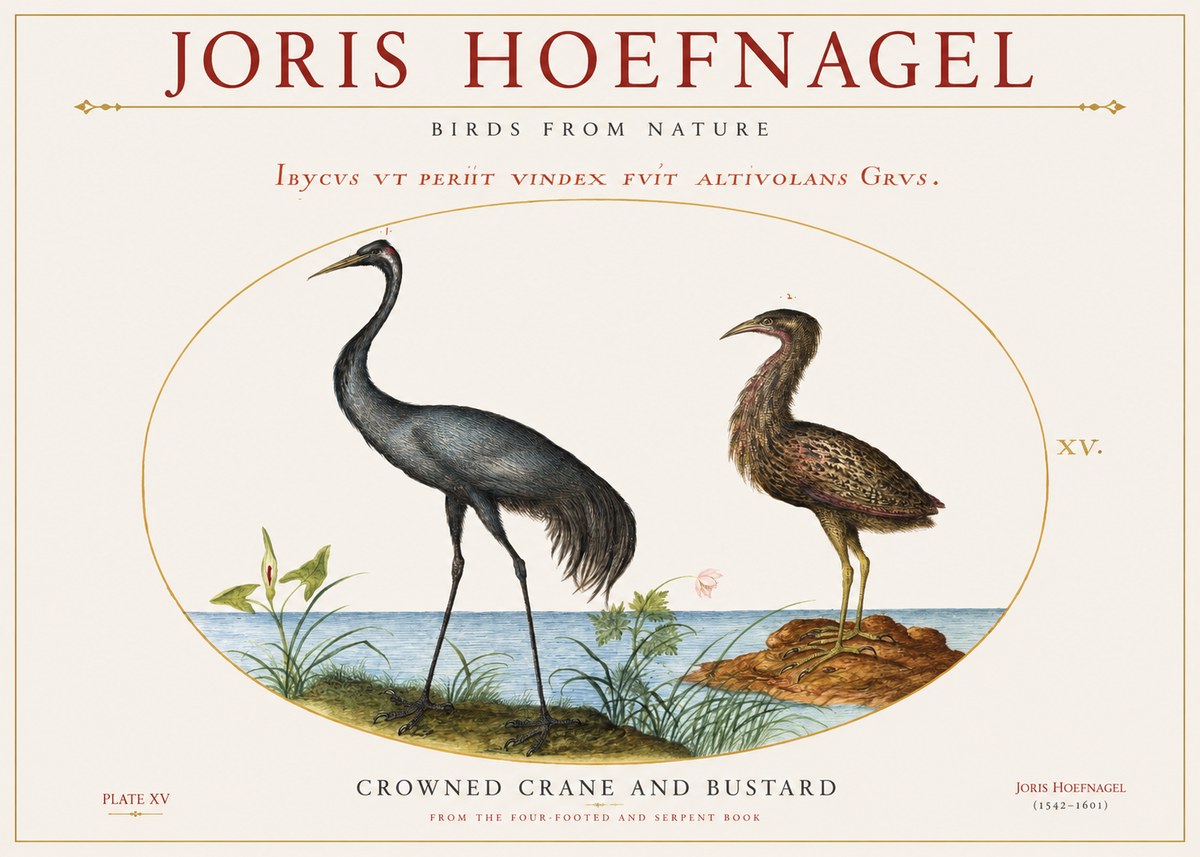 Joris Hoefnagel Crowned Crane and Bustard No1 - Plakat