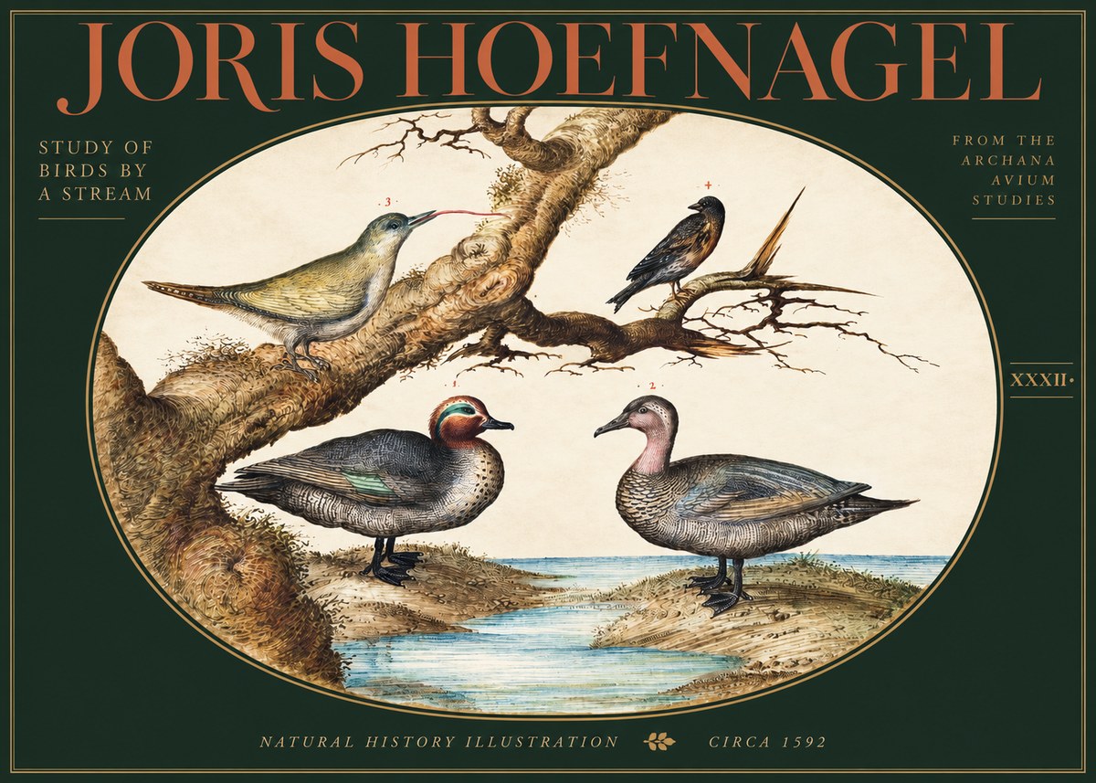 Joris Hoefnagel Study of Birds by a Stream No3 - Plakat