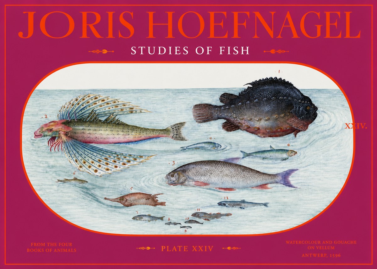 Joris Hoefnagel Studies of Fish II No2 - Plakat
