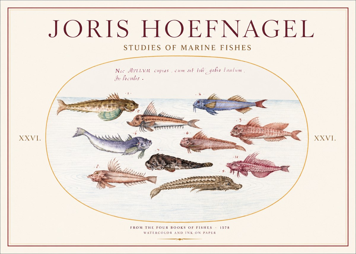 Joris Hoefnagel Studies of Marine Fishes No1 - Plakat