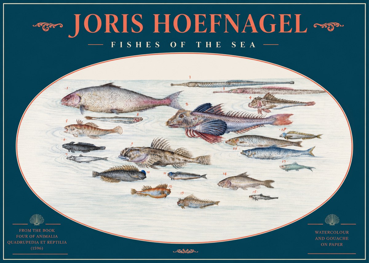 Joris Hoefnagel Fishes of the Sea III No2 - Plakat