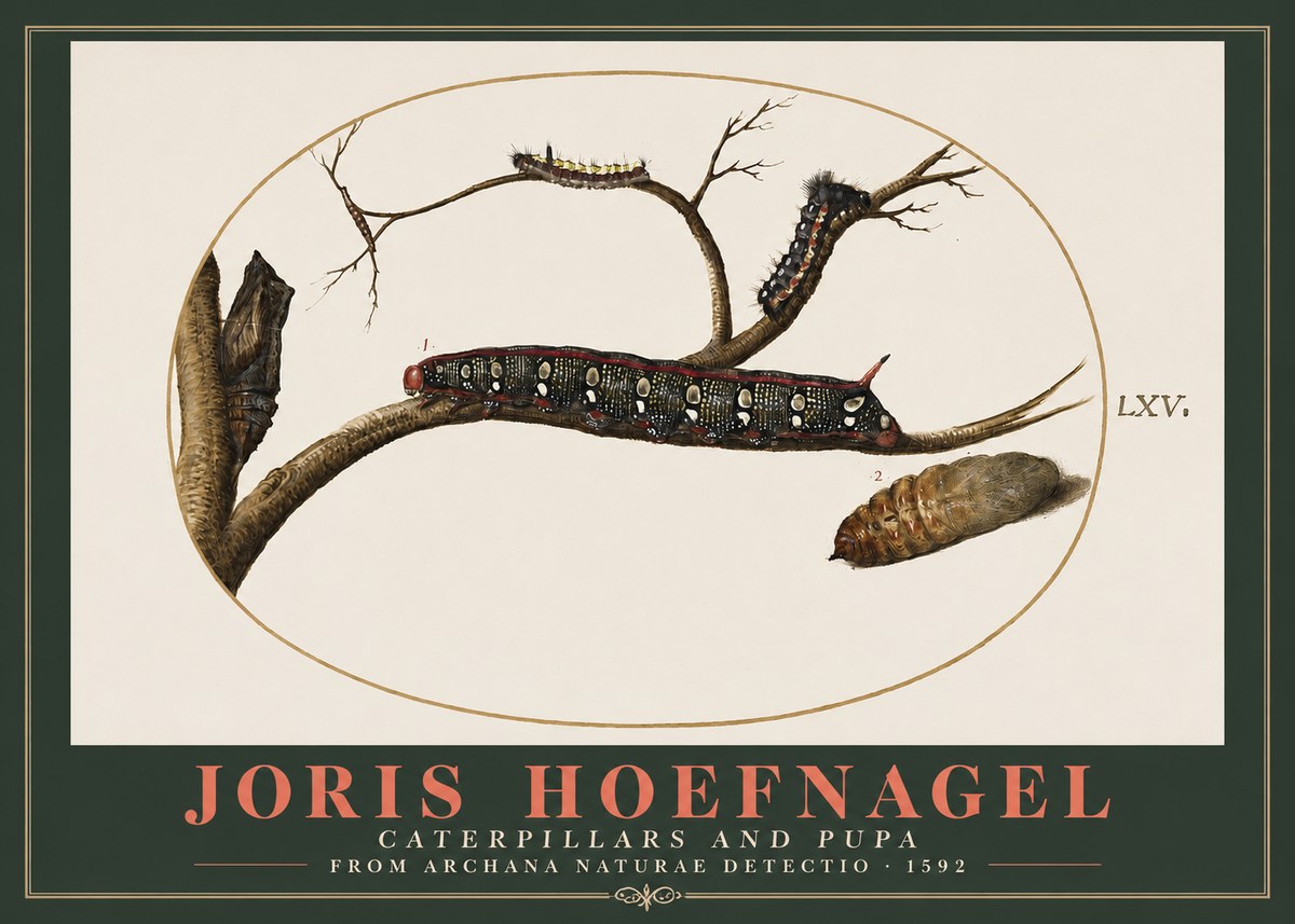 Joris Hoefnagel Caterpillars and Pupa No2 - Plakat