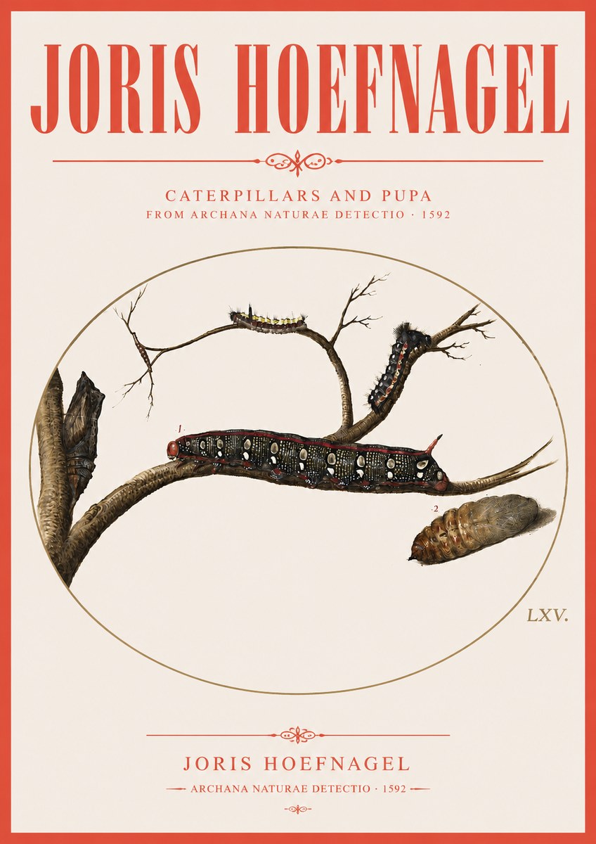 Joris Hoefnagel Caterpillars and Pupa No3 - Plakat