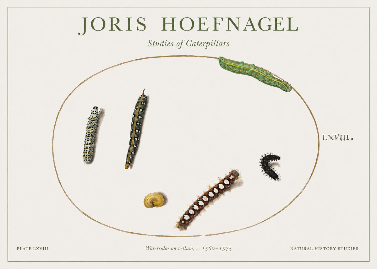 Joris Hoefnagel Studies of Caterpillars No1 - Plakat